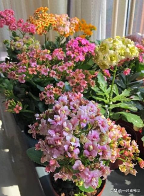 11月帶回家的長壽花，趕緊做好這4件事，輕松開成大花球